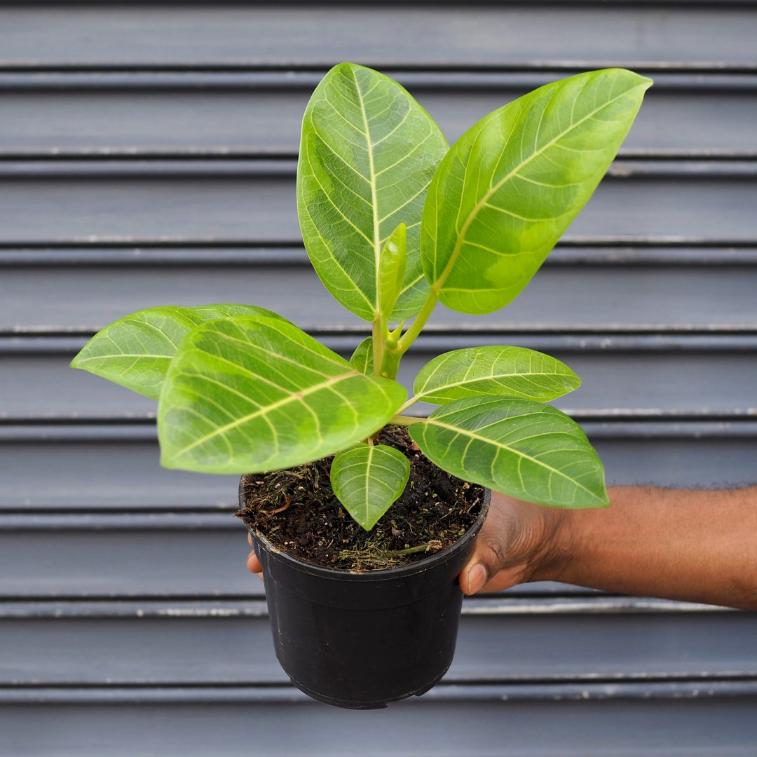 Lofty Fig - Yellow Gem - Shop Online!