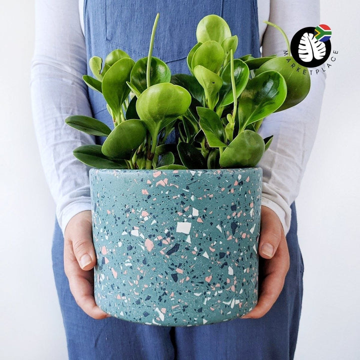 Terrazzo Pot - Nereida - Shop Online!