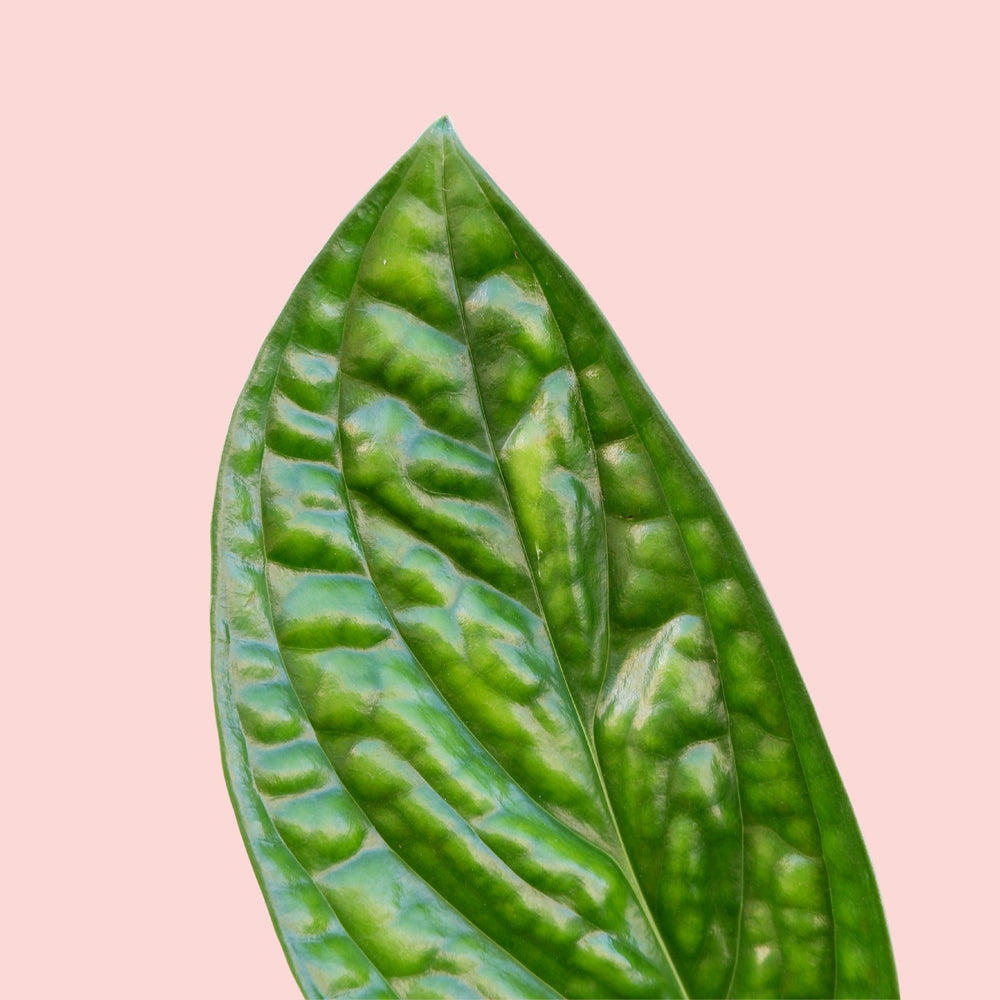 Monstera Peru - Shop Online!