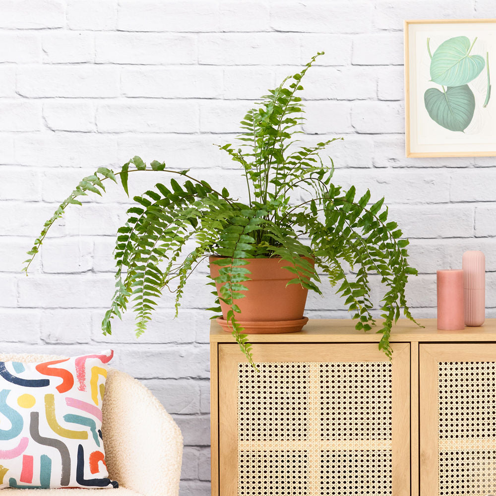 Macho Fern - Shop Online!