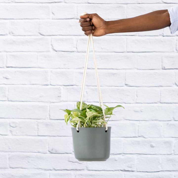 Pothos - Marble Queen - Shop Online!