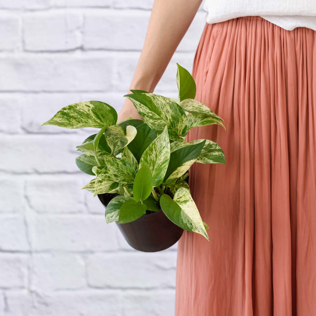 Pothos - Marble Queen - Shop Online!