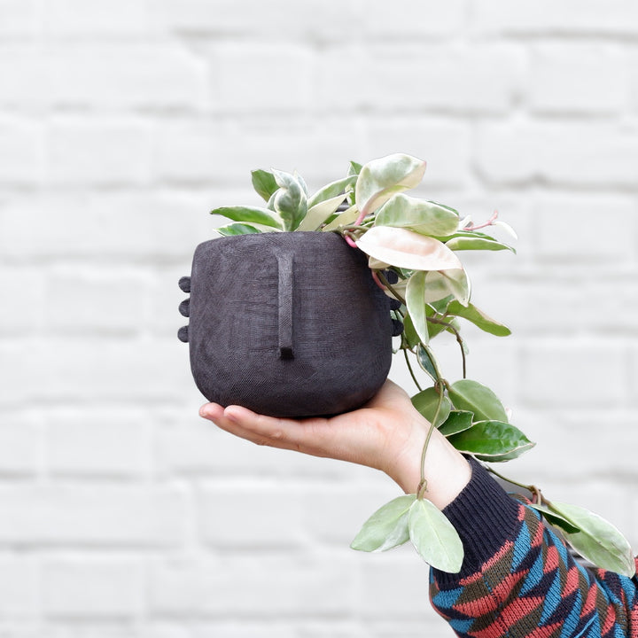 Meso Face Planter - Shop Online!