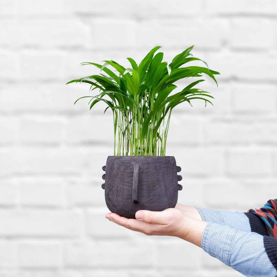Meso Face Planter - Shop Online!