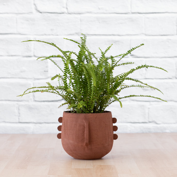 Meso Face Planter - Shop Online!