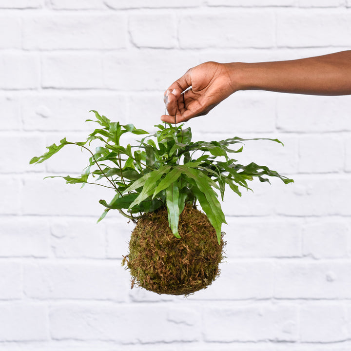 Kangaroo Fern Mossball - Shop Online!