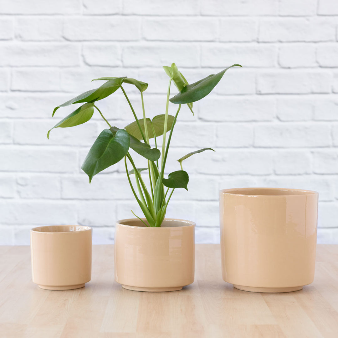 Migo Planter - Blush - Shop Online!
