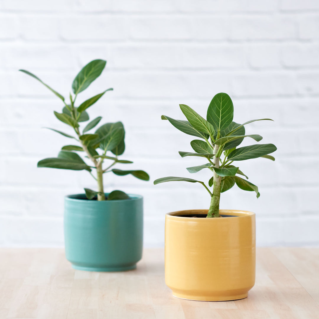 Migo Planter - Mustard Yellow - Shop Online!