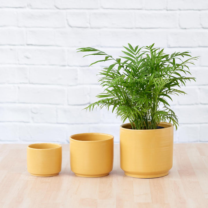 Migo Planter - Mustard Yellow - Shop Online!