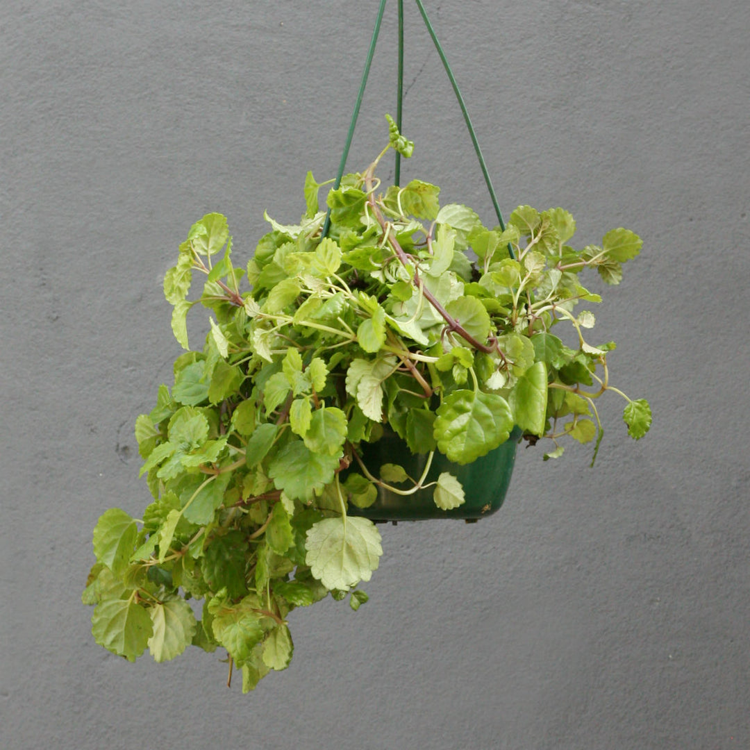 Creeping Charlie in Hanging Basket - Shop Online!