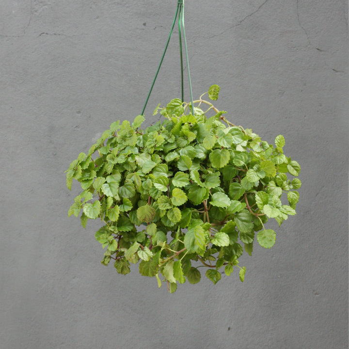 Creeping Charlie in Hanging Basket - Shop Online!