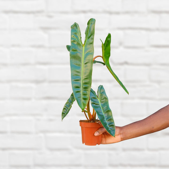 Philodendron Billietiae - Shop Online!