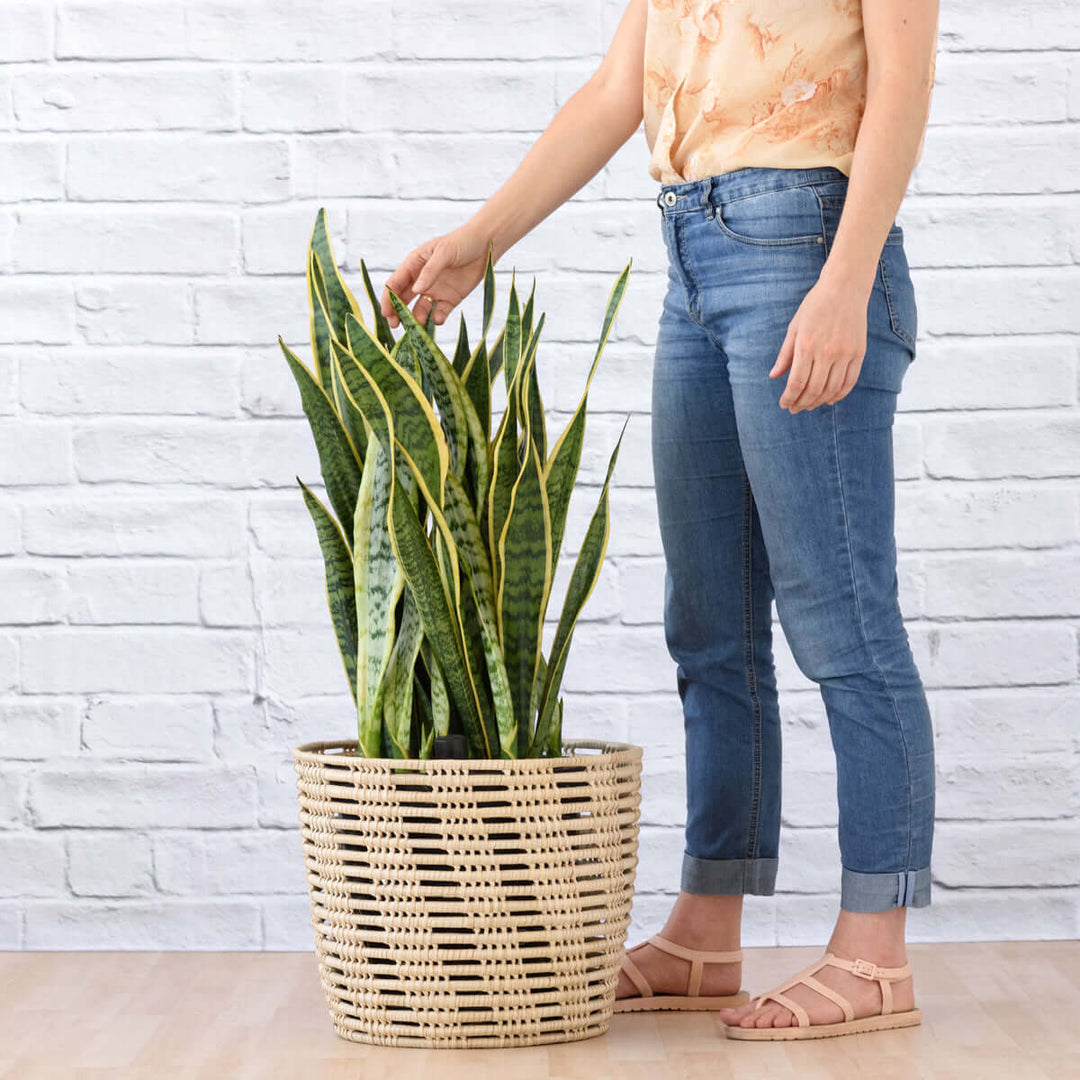 Mother in Law's Tongue - Golden Future - EXTRA LARGE - Shop Online!