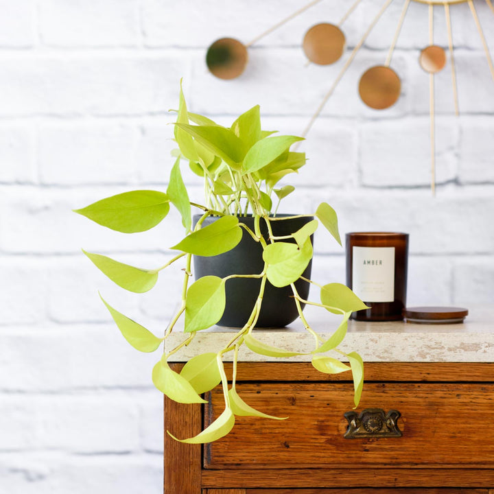 Pothos - Neon - Shop Online!