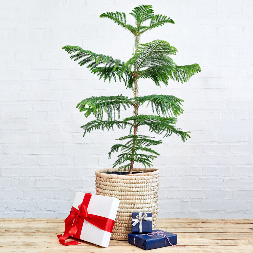 Norfolk Island Pine - Extra Large - Shop Online!