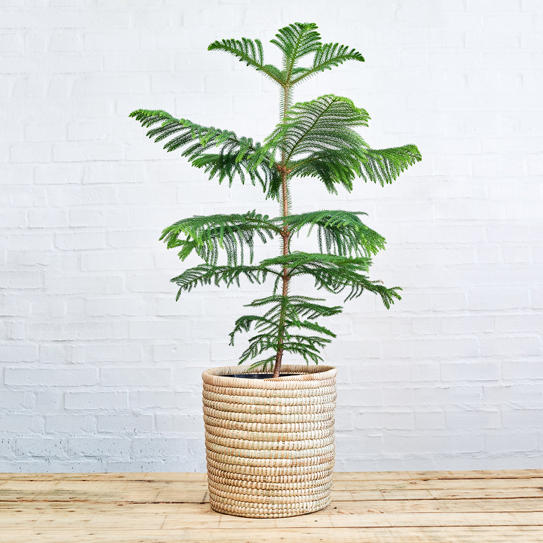 Norfolk Island Pine - LARGE - Shop Online!