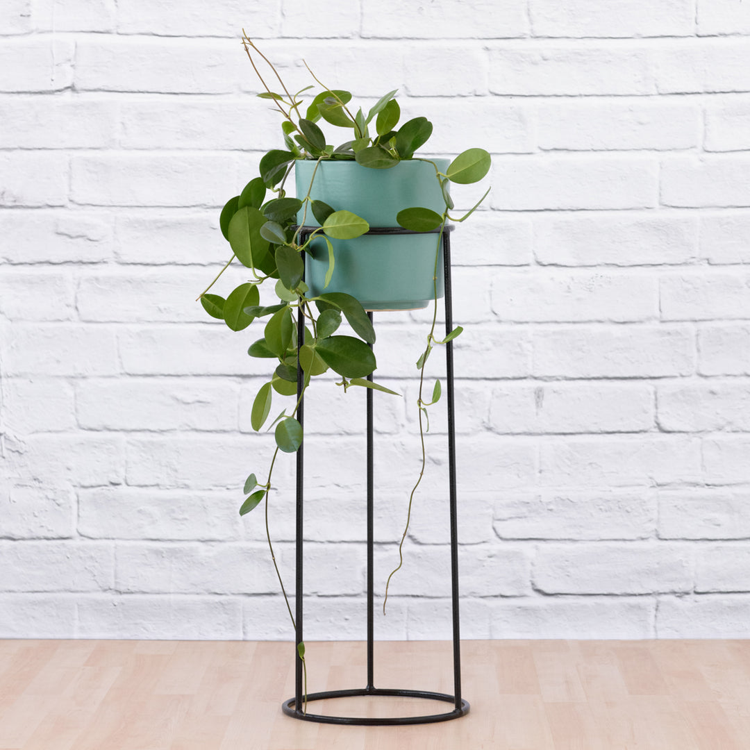 Orion Plant Stand - Black - Shop Online!