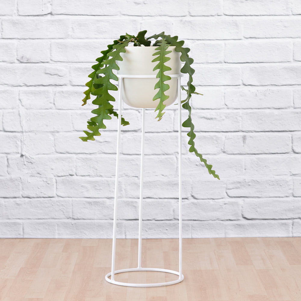 Orion Plant Stand - White - Shop Online!