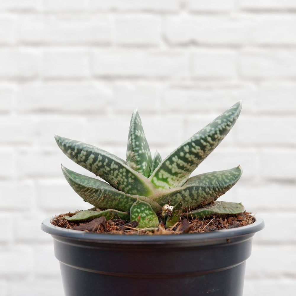 Ox Tongue Plant - Shop Online!