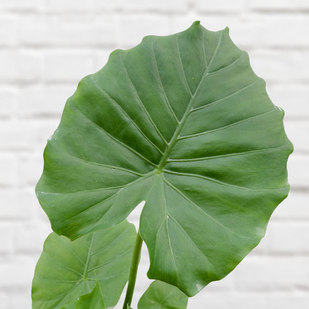 Dwarf Elephant's Ear - Shop Online!