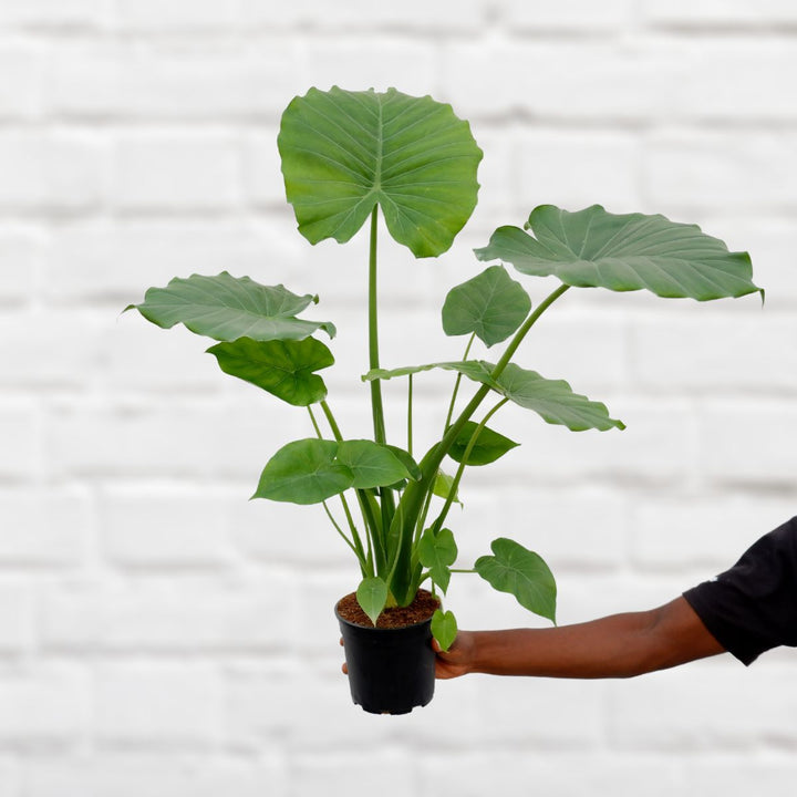 Dwarf Elephant's Ear - Shop Online!