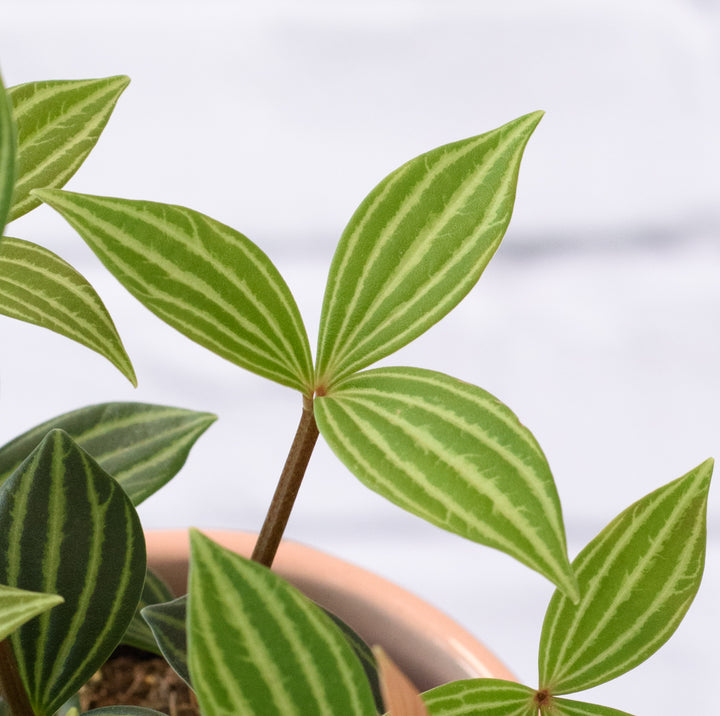 Parallel Peperomia - Shop Online!