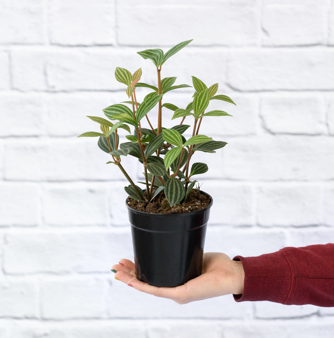 Parallel Peperomia - Shop Online!
