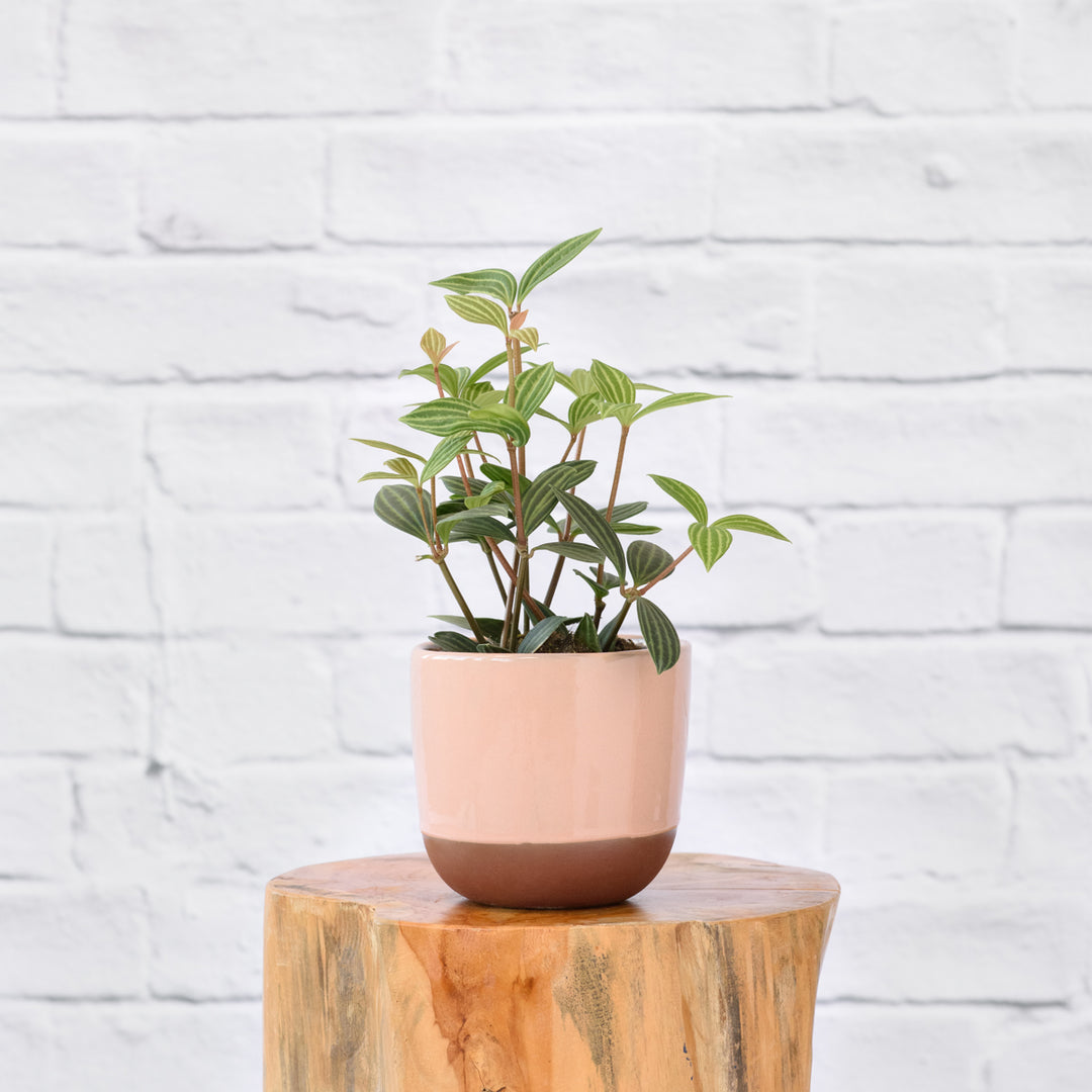 Parallel Peperomia - Shop Online!