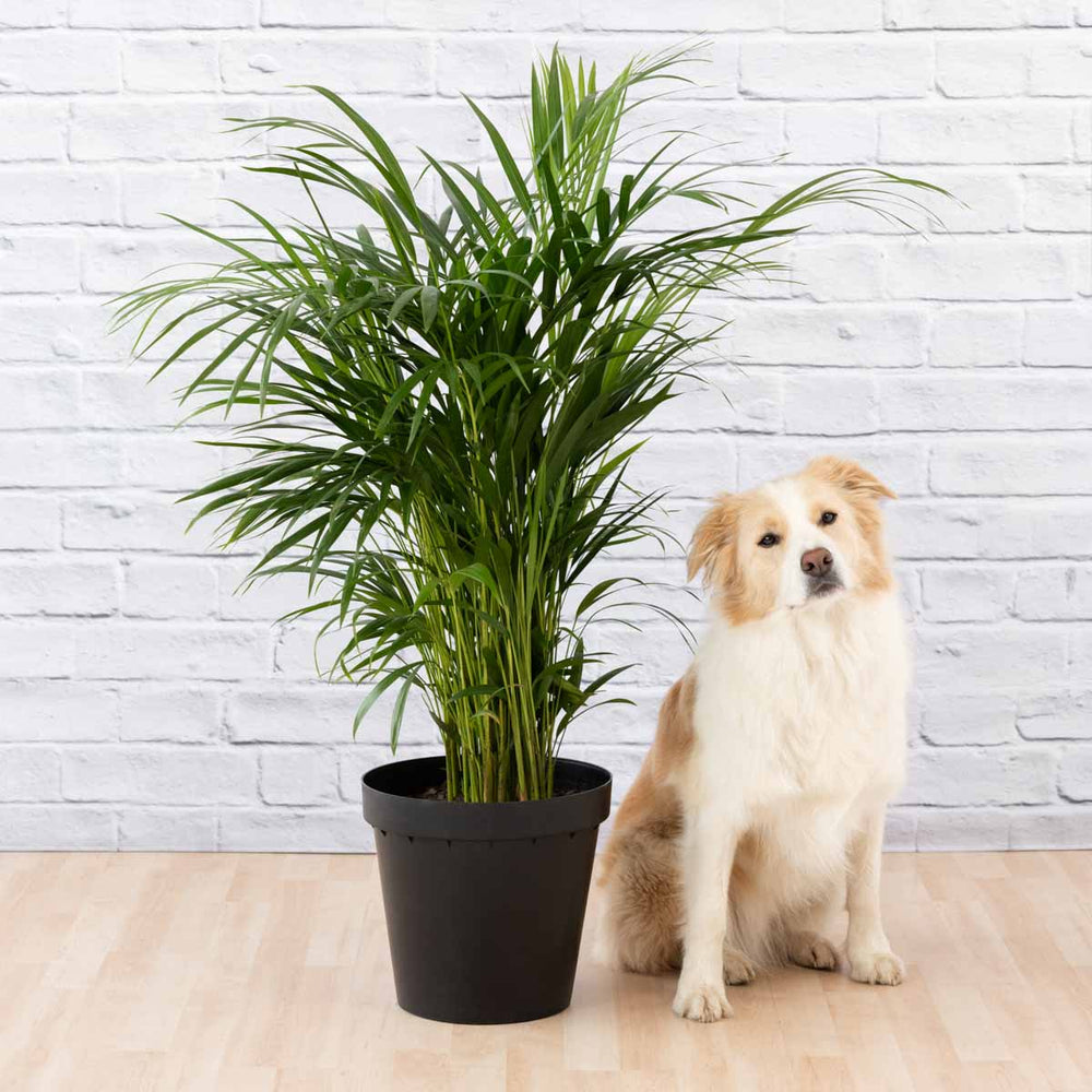 Parlor Palm - Large - Shop Online!