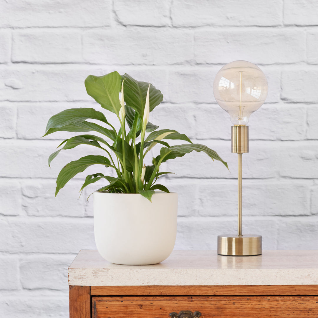 Peace Lily - Shop Online!