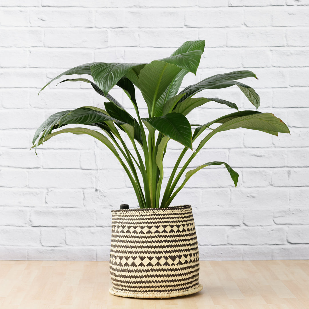 Peace Lily - Sensation - Extra Large - Shop Online!