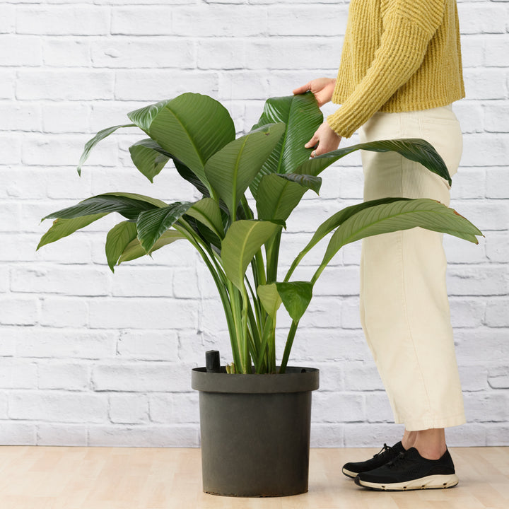 Peace Lily - Sensation - Extra Large - Shop Online!