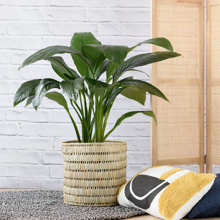 Peace Lily - Sensation - Extra Large - Shop Online!