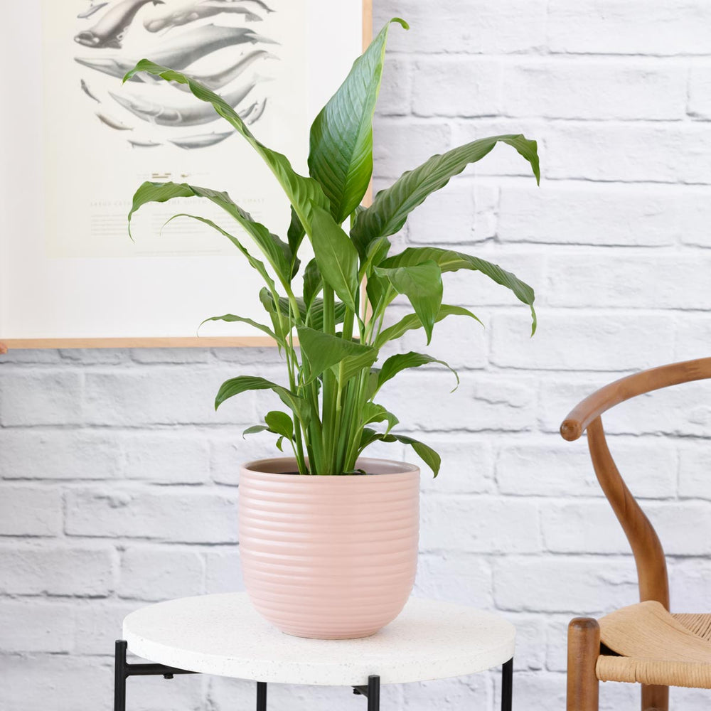 Peace Lily - Sebastian - Shop Online!