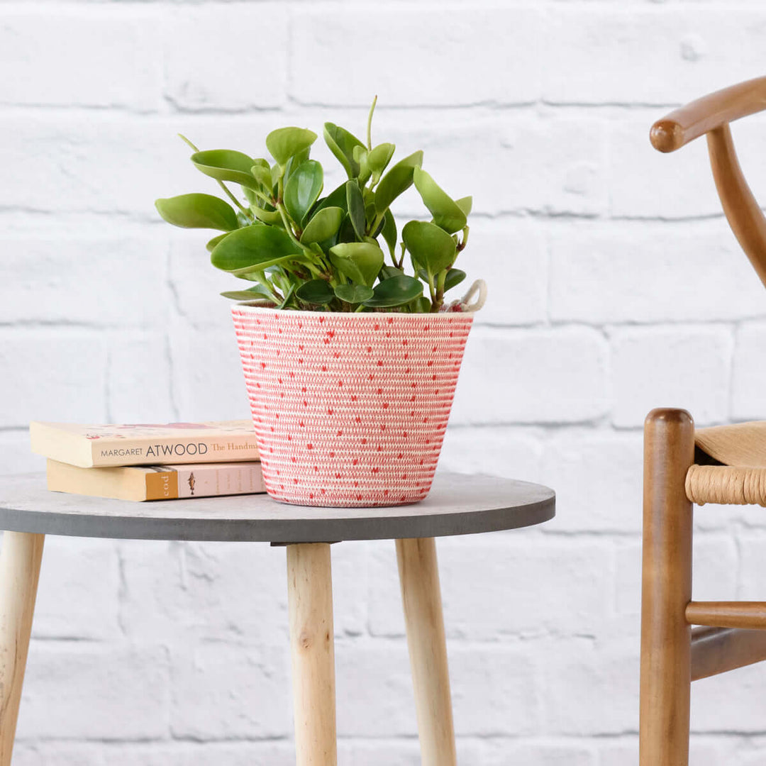 Baby Rubber Plant - Pixie Variegated - Shop Online!