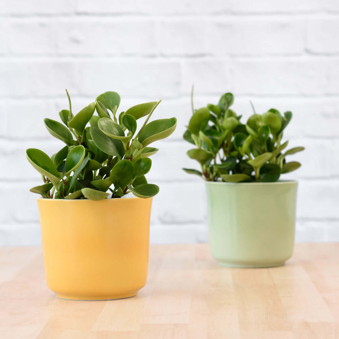 Baby Rubber Plant - Shop Online!
