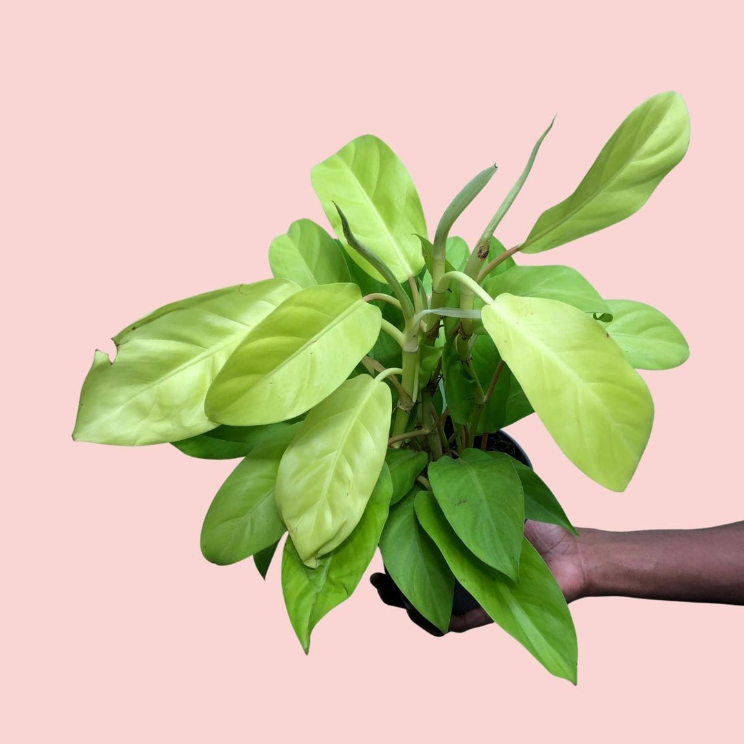 Philodendron - Malay Gold - Shop Online!