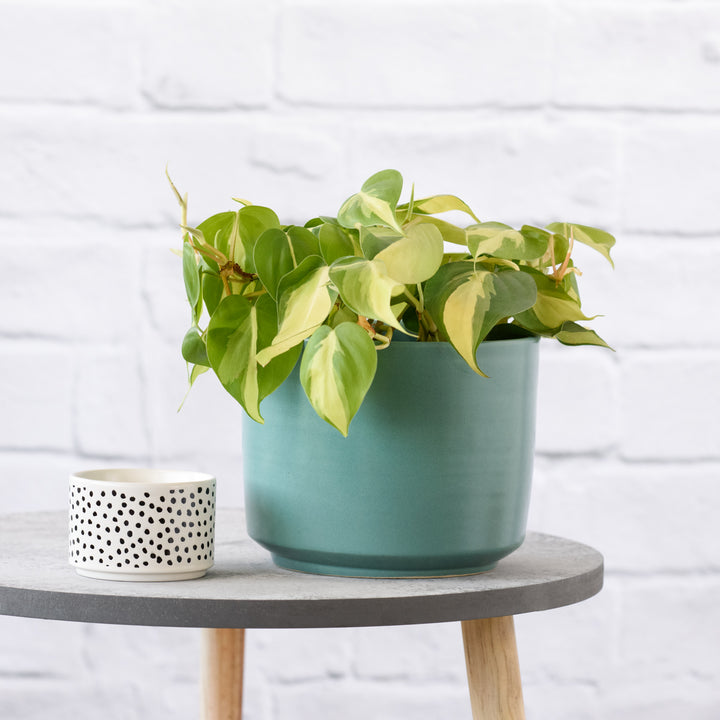 Philodendron Brasil - Shop Online!