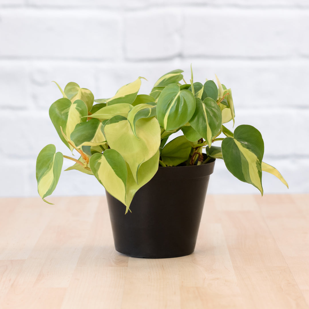 Philodendron Brasil - Shop Online!