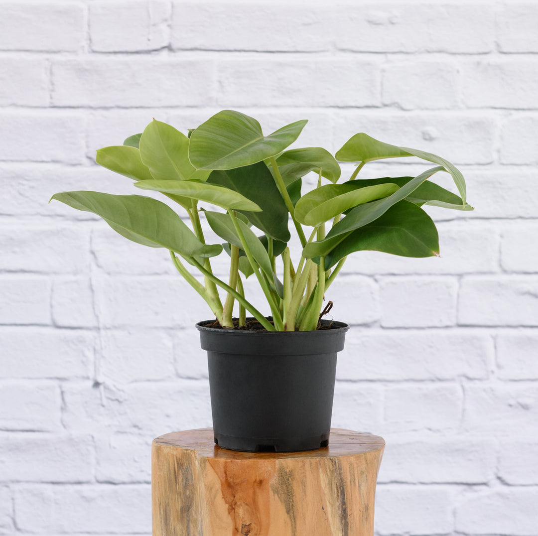 Philodendron - Emerald Green - Shop Online!
