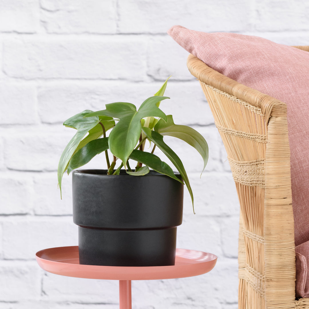 Philodendron - Florida Beauty - Shop Online!