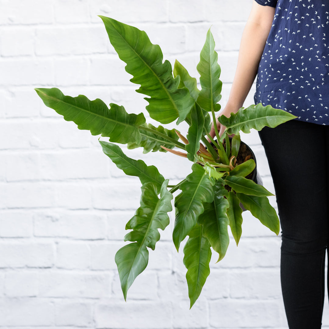 Philodendron - Narrow - Shop Online!