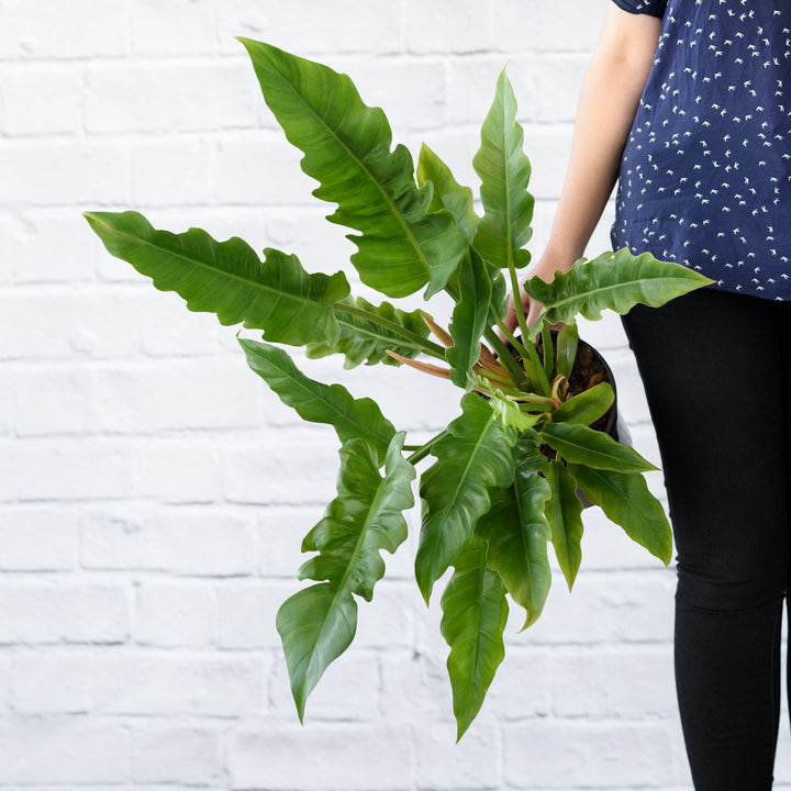 Philodendron - Narrow - Shop Online!
