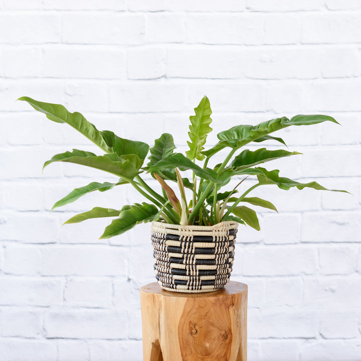 Philodendron - Narrow - Shop Online!