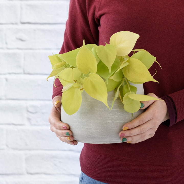 Philodendron Neon - Shop Online!