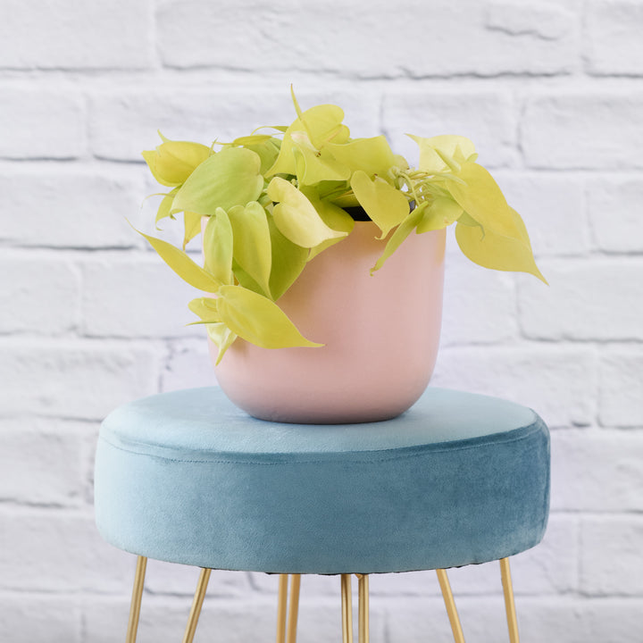 Philodendron Neon - Shop Online!
