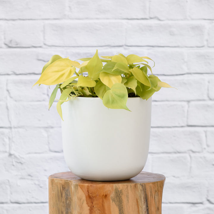 Philodendron Neon - Shop Online!