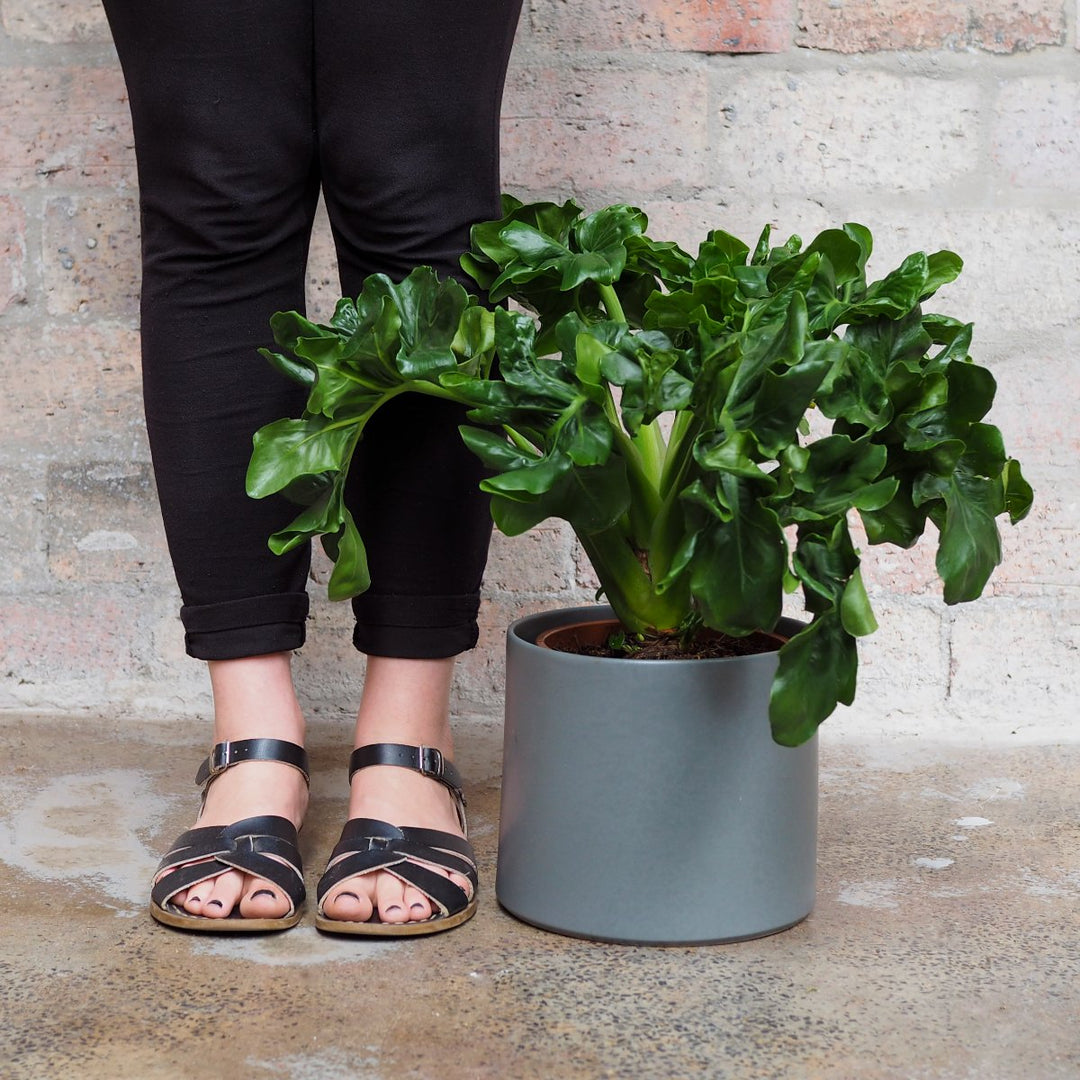 Philodendron Atom - Shop Online!