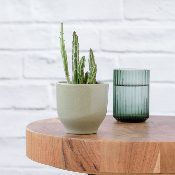 Pickle Plant - Shop Online!