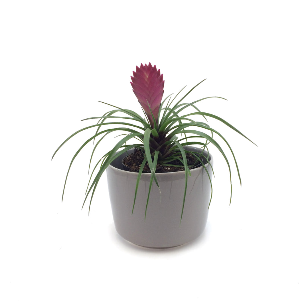 Pink Quill - Shop Online!